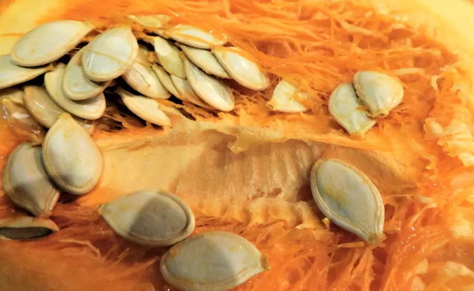 pumpkin seeds