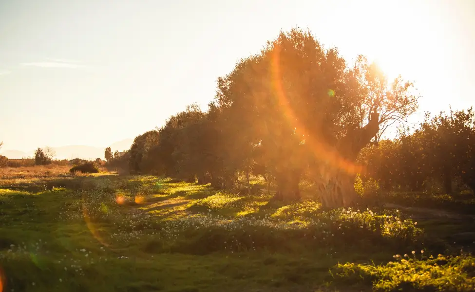 morning habits after sixty Get some morning vitamin D