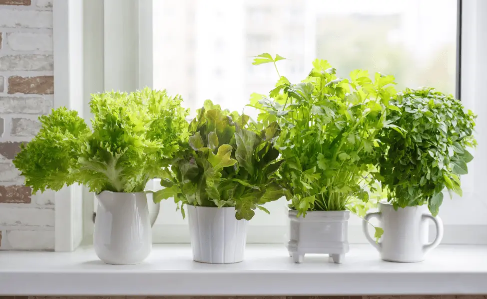 Fresh herb pots on a sunny kitchen windowsill